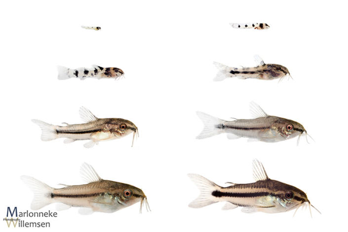 Overzicht van de groei en ontwikkeling van een Gastrodermus / Corydoras pygmaeus in de eerste 7 weken van zijn leven