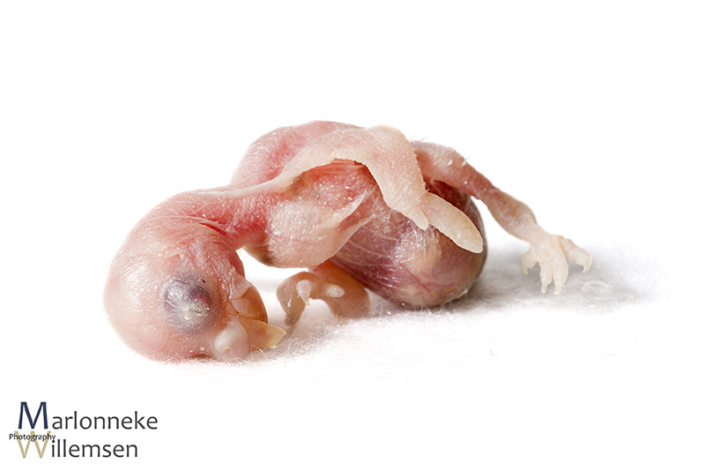 Grasparkiet, Melopsittacus undulatus, enkele uren oud
