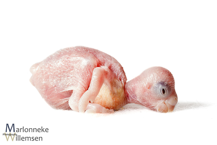Grasparkiet, Melopsittacus undulatus, 5 dagen oud