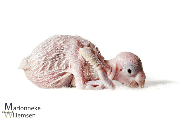 Grasparkiet, Melopsittacus undulatus, 10 dagen oud