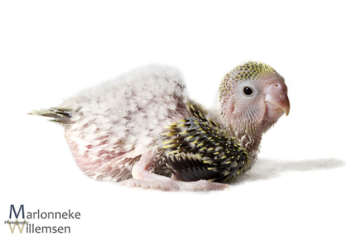 Grasparkiet, Melopsittacus undulatus, 15 dagen oud