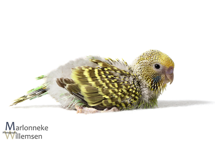 Grasparkiet, Melopsittacus undulatus 20 dagen oud