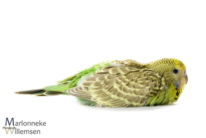 Grasparkiet, Melopsittacus undulatus, 25 dagen oud
