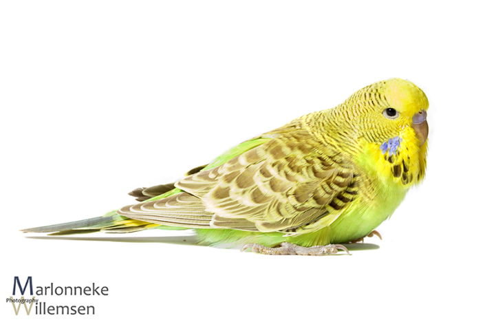 Grasparkiet, Melopsittacus undulatus, 30 dagen oud