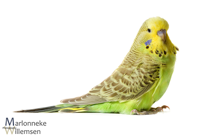 Grasparkiet, Melopsittacus undulatus, 5 weken oud