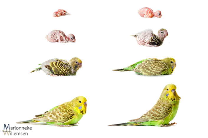 Overzicht van de groei en ontwikkeling van een Grasparkiet, Melopsittacus undulatus in de eerste 5 weken van zijn leven.