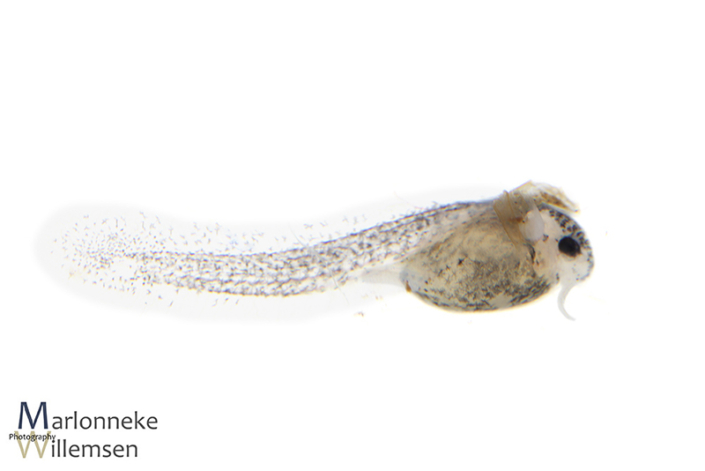 Hoplisoma / Corydoras panda a few hours old