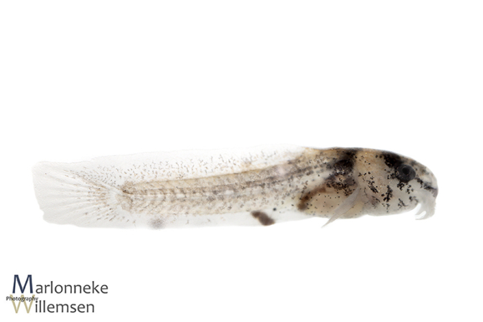 Hoplisoma / Corydoras panda 1 week old