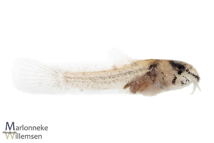 Hoplisoma / Corydoras panda 2 weeks old