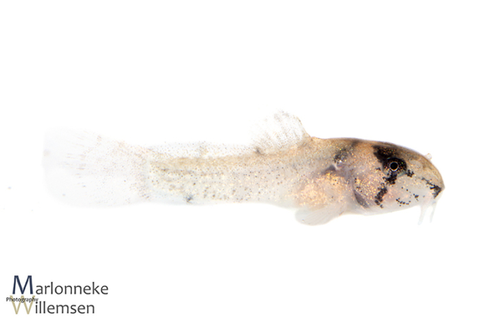 Hoplisoma / Corydoras panda 3 weeks old