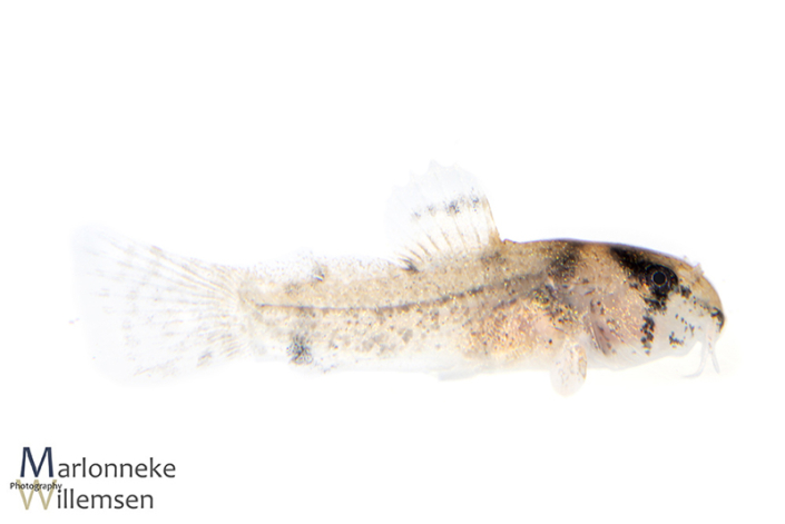 Hoplisoma / Corydoras panda 4 weeks old