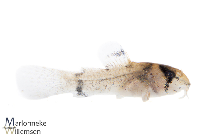 Hoplisoma / Corydoras panda 5 weeks old