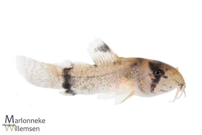 Hoplisoma / Corydoras panda 6 weeks old