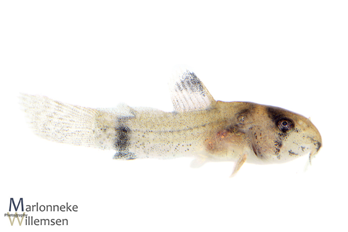 Hoplisoma / Corydoras panda 7 weeks old