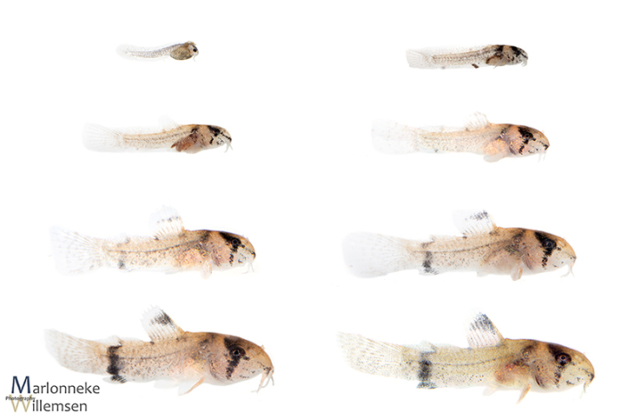 Overview of the growth and development of a Hoplisoma / Corydoras panda in the first 7 weeks of its life