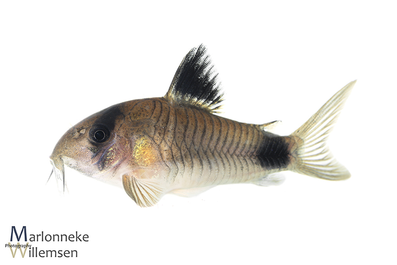Hoplisoma / Corydoras panda female