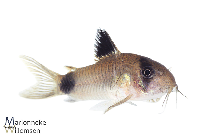 Hoplisoma / Corydoras panda male