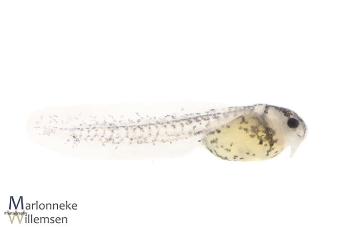 Hoplisoma / Corydoras similis hybrid a few hours old