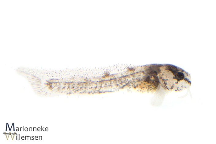 Hoplisoma / Corydoras similis hybrid 1 week old