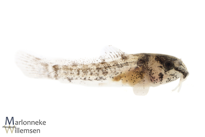 Hoplisoma / Corydoras similis hybrid 2 weeks old