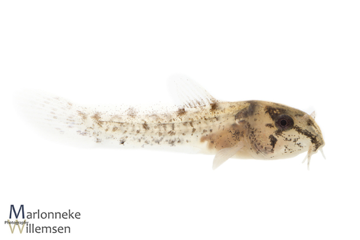 Hoplisoma / Corydoras similis hybrid 3 weeks old