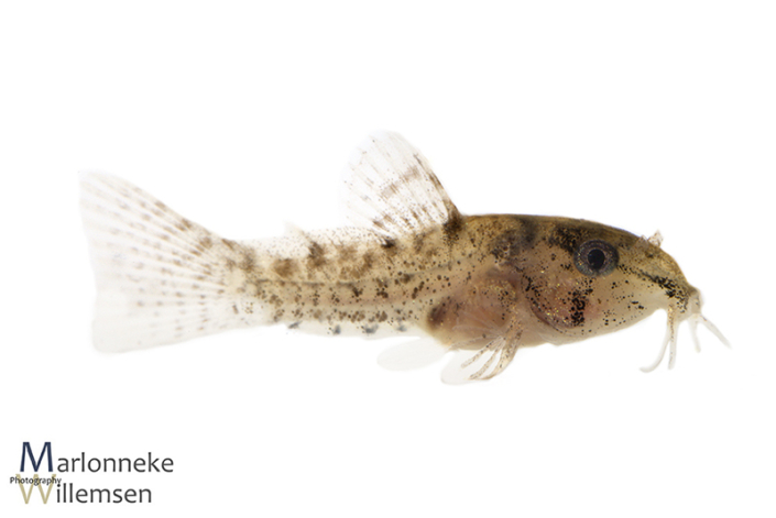 Hoplisoma / Corydoras similis hybrid 4 weeks old
