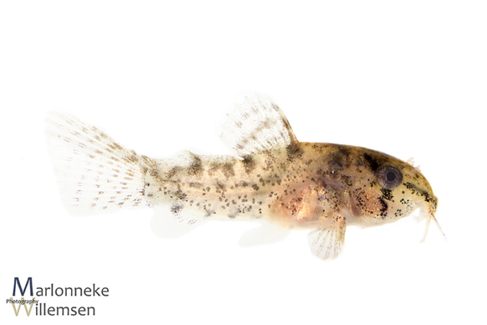 Hoplisoma / Corydoras similis hybrid 5 weeks old