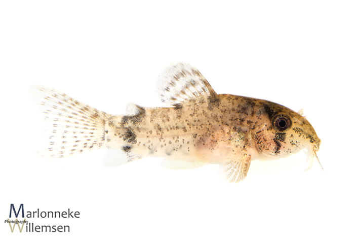 Hoplisoma / Corydoras similis hybrid 6 weeks old