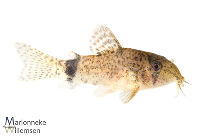 Hoplisoma / Corydoras similis hybrid 7 weeks old