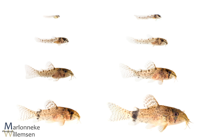 Overview of the growth and development of a Hoplisoma / Corydoras simile hybrid in the first 7 weeks of its life.