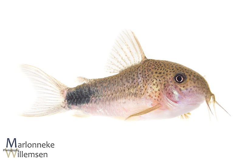 Hoplisoma / Corydoras similis hybrid