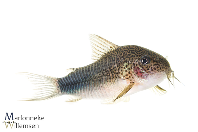 Hoplisoma / Corydoras similis hybrid
