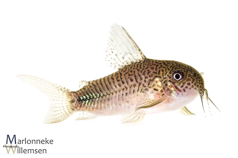 Hoplisoma / Corydoras similis hybrid