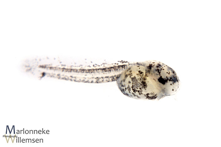 Hoplisoma / Corydoras sipaliwini a few hours old