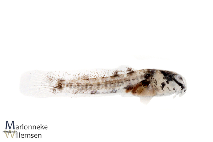 Hoplisoma / Corydoras sipaliwini 1 week old