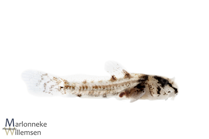 Hoplisoma / Corydoras sipaliwini 2 weeks old
