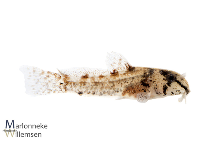 Hoplisoma / Corydoras sipaliwini 3 weeks old