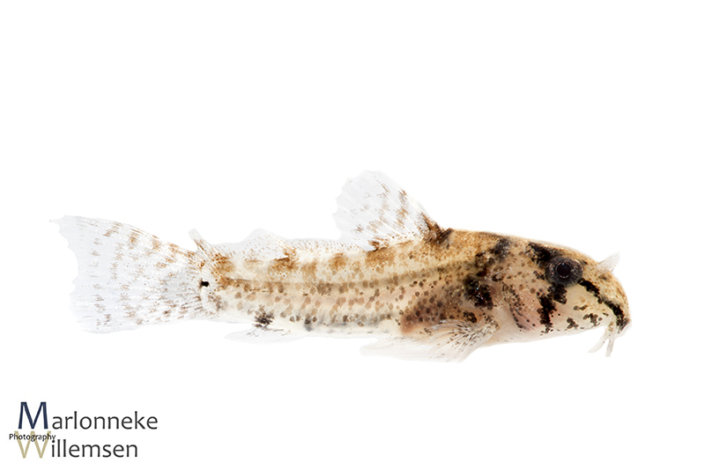 Hoplisoma / Corydoras sipaliwini 4 weeks old