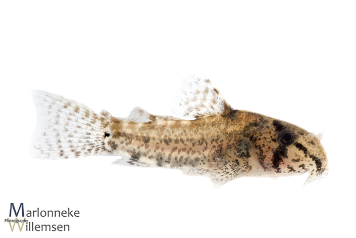 Hoplisoma / Corydoras sipaliwini 5 weeks old