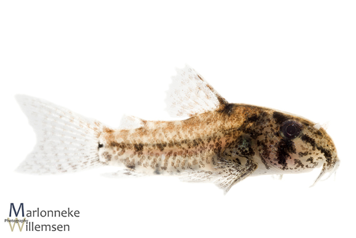 Hoplisoma / Corydoras sipaliwini 6 weeks old