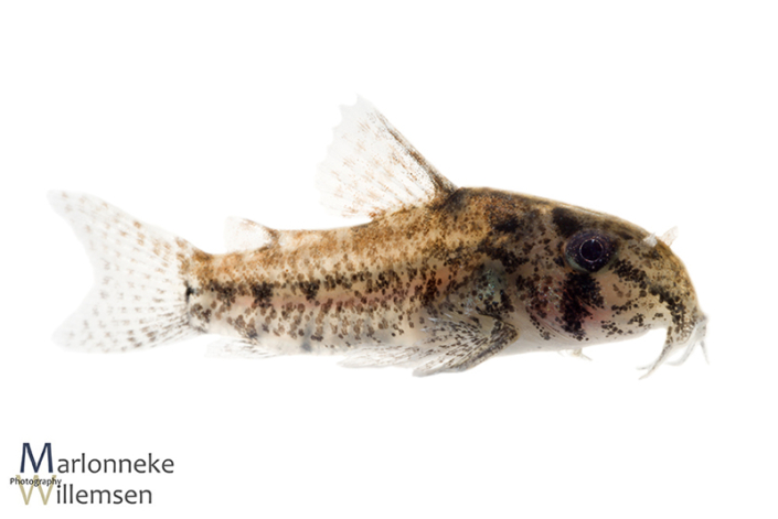 Hoplisoma / Corydoras sipaliwini 7 weeks old