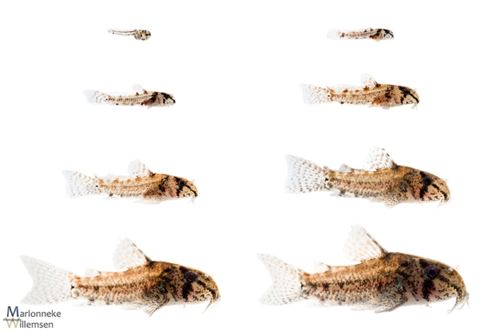 Overview of the growth and development of a Hoplisoma / Corydoras sipaliwini in the first seven weeks of its life.