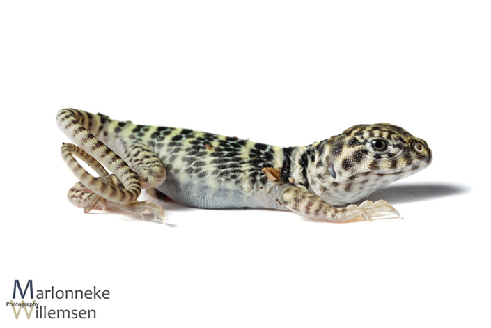 Halsbandleguaan, Crotaphytus collaris enkele uren oud