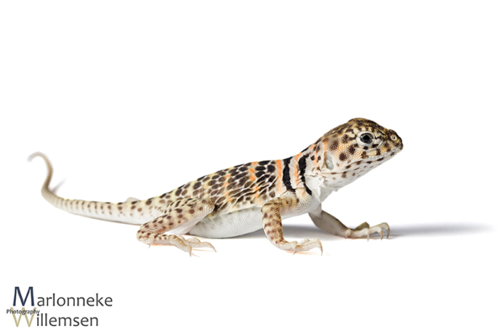 Halsbandleguaan, Crotaphytus collaris 2 weken oud