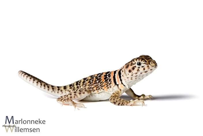 Halsbandleguaan, Crotaphytus collaris 3 weken oud