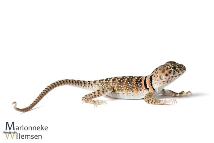 Halsbandleguaan, Crotaphytus collaris 4 weken oud