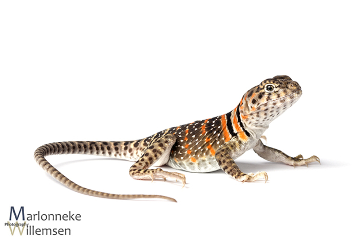 Halsbandleguaan, Crotaphytus collaris 5 weken oud