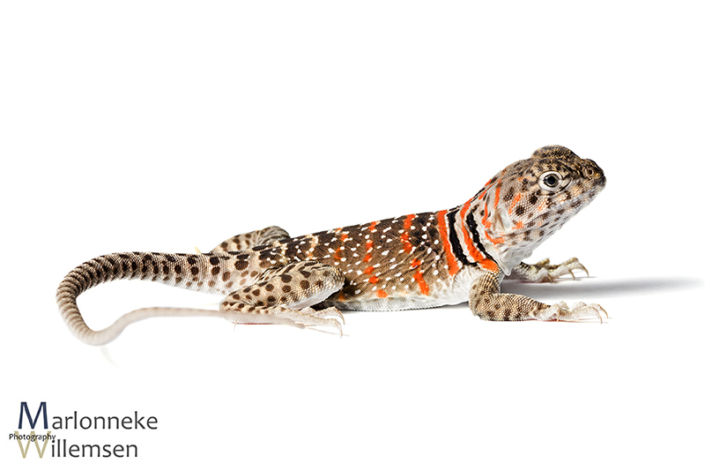 Halsbandleguaan, Crotaphytus collaris 6 weken oud