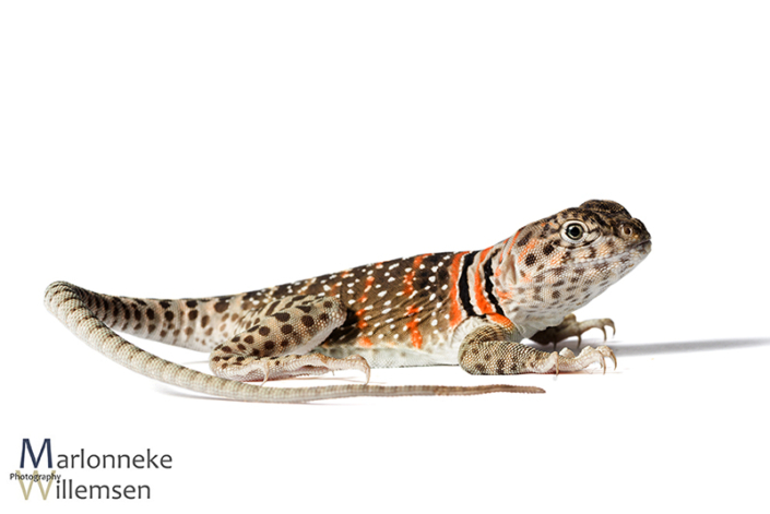 Halsbandleguaan, Crotaphytus collaris 7 weken oud