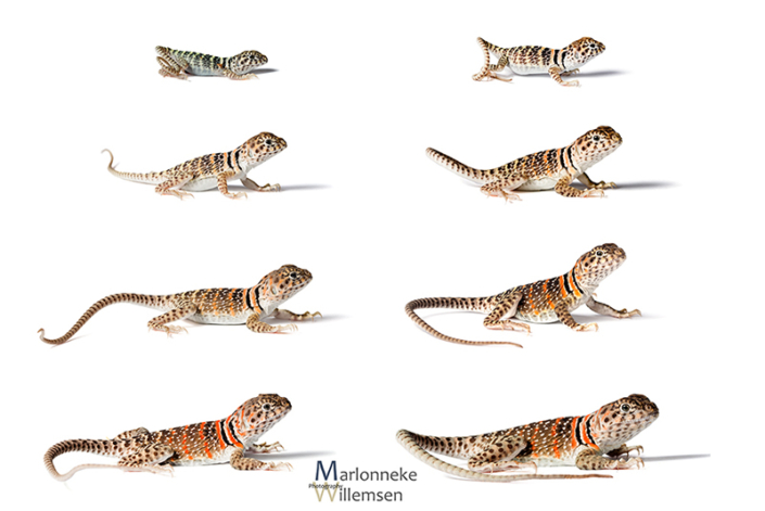 Overzicht van de groei en ontwikkeling van een Halsbandleguaan, Crotaphytus collaris in de eerste 7 weken van zijn leven
